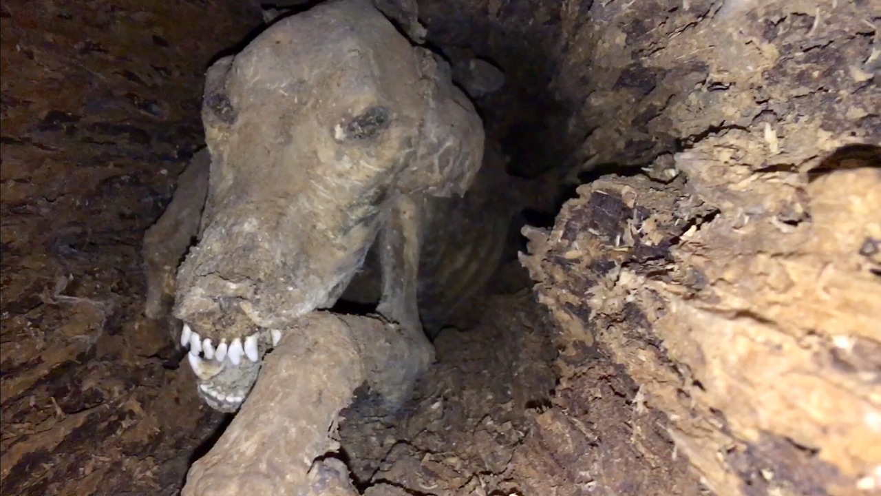 5 múmias com histórias curiosas
