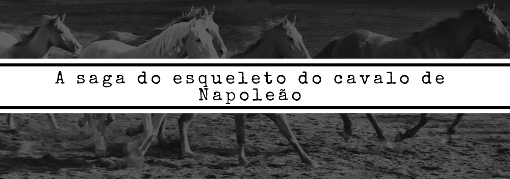 O cavalo branco de Napoleão