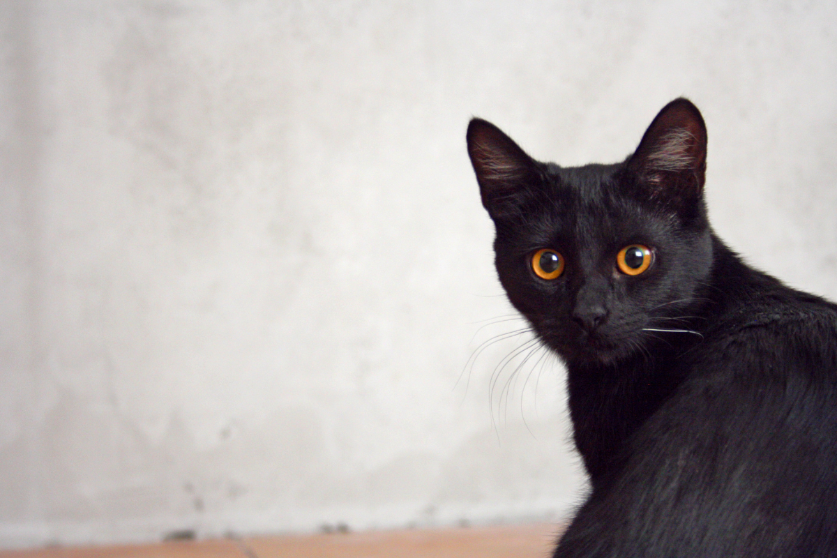 Gatos nunca mais | Rubens Marchioni